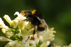 Bombus lucorum