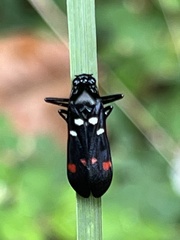 Callitettix versicolor