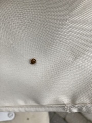 Harmonia axyridis