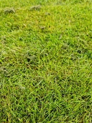 Cenchrus clandestinus