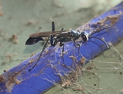 Chalybion bengalense