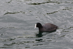 Fulica atra australis
