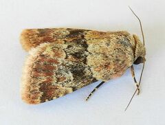 Properigea continens