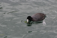 Fulica atra australis