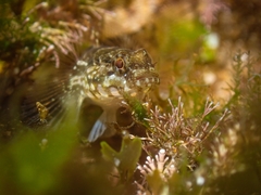 Gobius paganellus