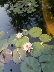 Nymphaea × marliacea