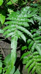 Christella acuminata