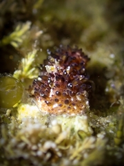 Thysanozoon brocchii