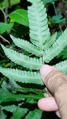 Christella acuminata