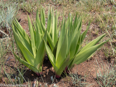 Schizocarphus nervosus