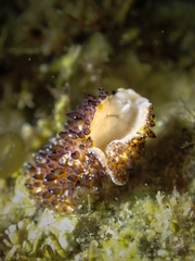 Thysanozoon brocchii