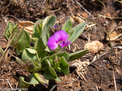 Polygala transvaalensis