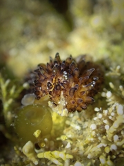 Thysanozoon brocchii