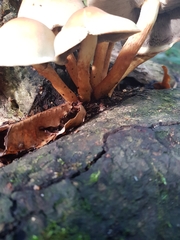 Cyclocybe parasitica