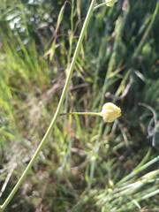 Gephyraulus raphanistri