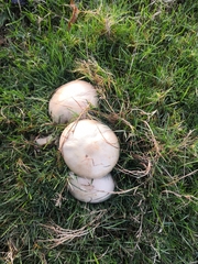 Agaricus arvensis