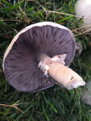 Agaricus arvensis
