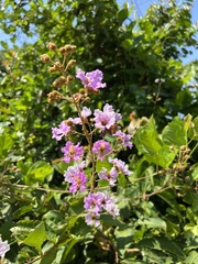 Lagerstroemia
