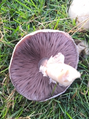 Agaricus arvensis