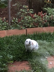 Leporidae