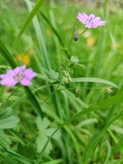 Geranium pyrenaicum
