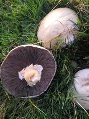 Agaricus arvensis