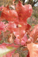 Atrusca carolina