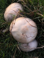 Agaricus arvensis