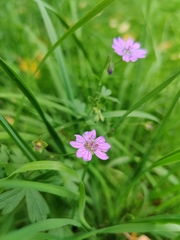 Geranium pyrenaicum