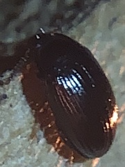 Diaperinae