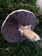 Agaricus arvensis
