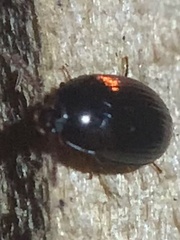 Diaperinae