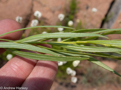 Callilepis laureola
