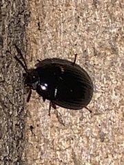 Diaperinae