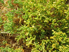Tetraena cylindrifolia