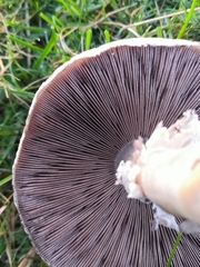 Agaricus arvensis
