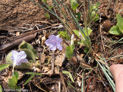 Ruellia cordata