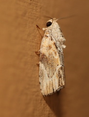 Etanna breviuscula