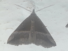 Hypena