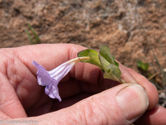 Ruellia cordata
