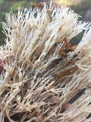 Pterula verticillata