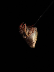 Eriovixia