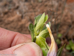 Ruellia cordata
