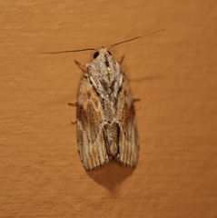 Etanna breviuscula