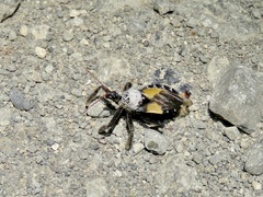 Apiomerus vexillarius