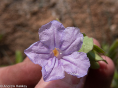 Ruellia cordata