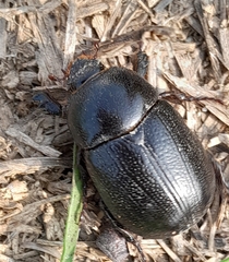 Pentodon bidens punctatus