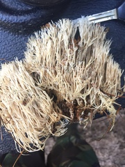 Pterula verticillata