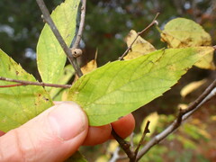 Pachypsylla