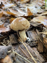 Pholiota lenta